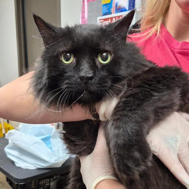 A senior extra large-sized male Black Domestic Medium Hair cat named Blaze for adoption in Cleveland, MS