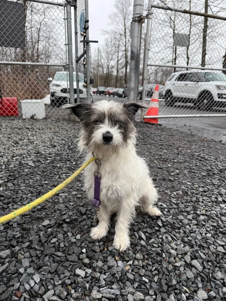 A young medium-sized female Jack Russell Terrier dog named Luna for adoption in Pomona, NY