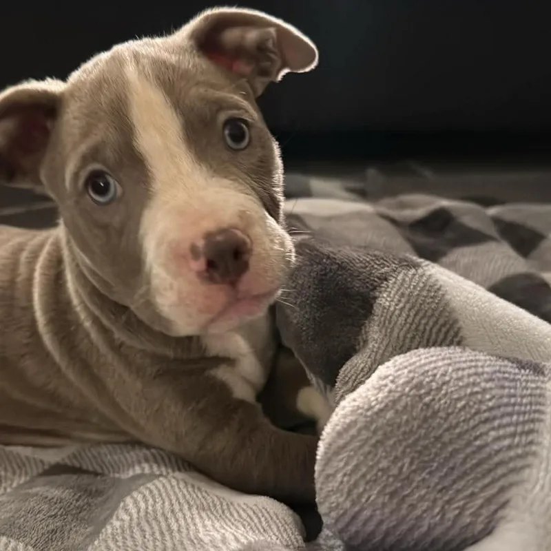 A baby small-sized male American Staffordshire Terrier dog named Willer for adoption in Jasper, IN