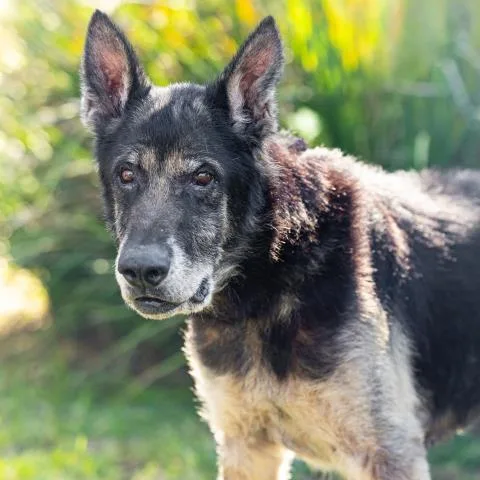 A senior large-sized male German Shepherd Dog dog named Max for adoption in Camarillo, CA