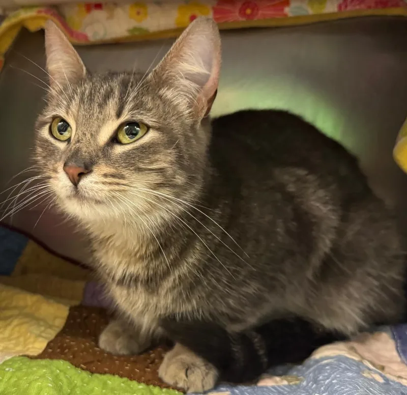 A young medium-sized female Domestic Short Hair cat named Emerald for adoption in Olean, NY