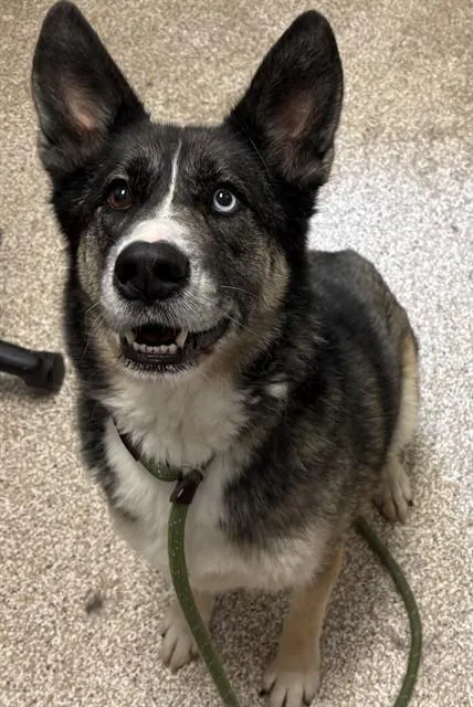 An adult large-sized female Siberian Husky dog named Cassie for adoption in Pueblo, CO