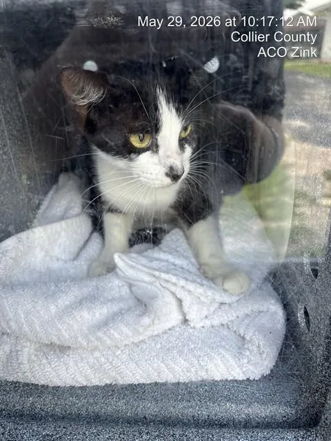 A young medium-sized female Domestic Short Hair cat named Zoe for adoption in Naples, FL