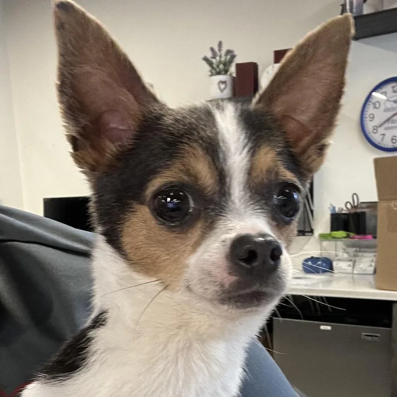 An adult small-sized female White / Cream Chihuahua dog named Chiquita for adoption in Tampa, FL