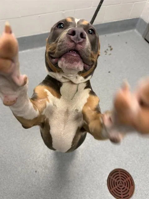 A young small-sized male American Staffordshire Terrier dog named Chevy for adoption in Indianapolis, IN