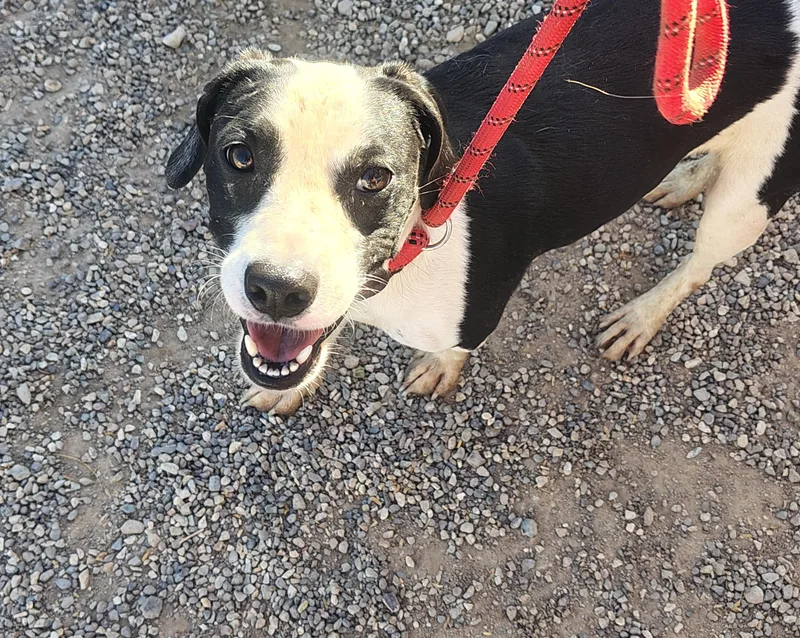 An adult medium-sized male Black Jack Russell Terrier dog named Axel Rose for adoption in Parker, AZ