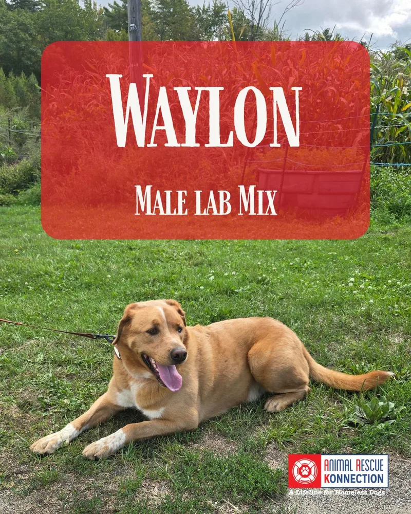 Waylon thumbnail 2