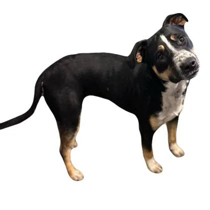 A young large-sized male Mastiff dog named Chip for adoption in Red Bluff, CA