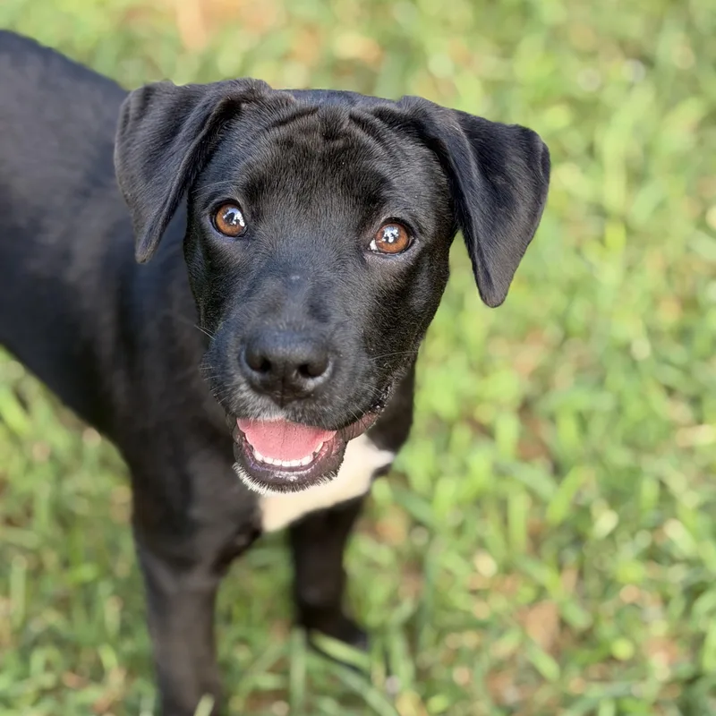 A baby medium-sized male Black Labrador Retriever dog named Knox for adoption in Corinth, MS