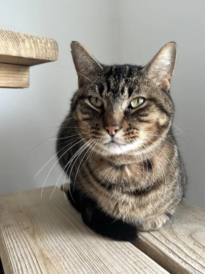 An adult medium-sized male Brown / Chocolate Domestic Short Hair cat named Sandstone for adoption in Chicago, IL