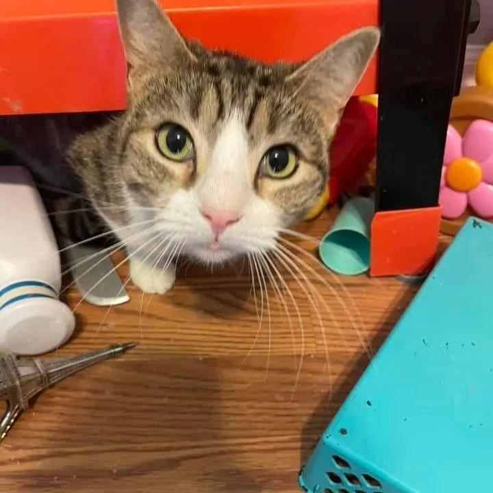 Philly Girl thumbnail 3