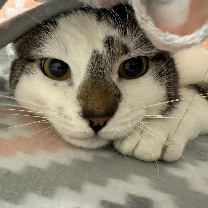 An adult large-sized male Brown / Chocolate Domestic Short Hair cat named Luigi for adoption in Murray, UT
