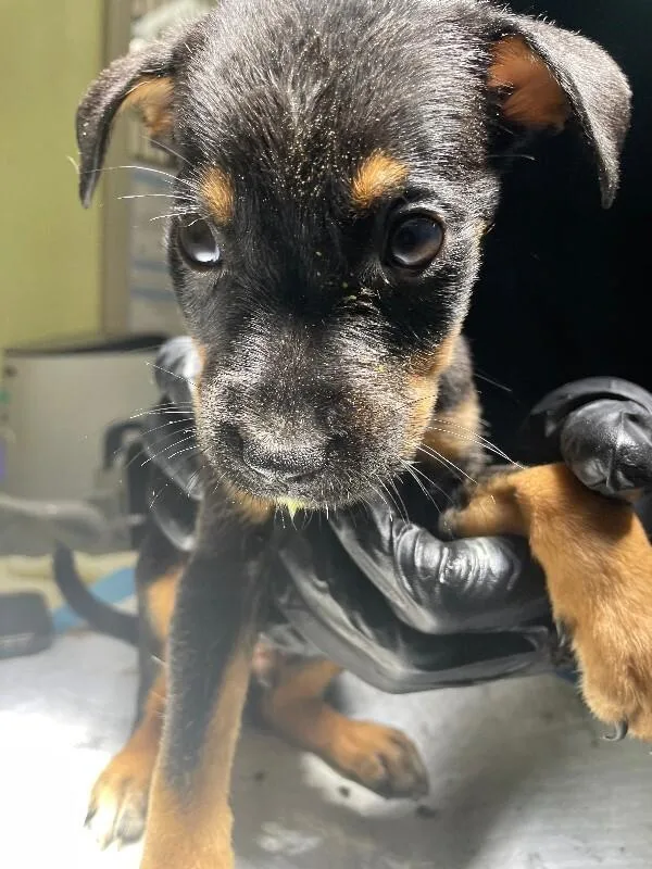 A young medium-sized male Black Mixed Breed dog named Wednesday for adoption in Cincinnati, OH