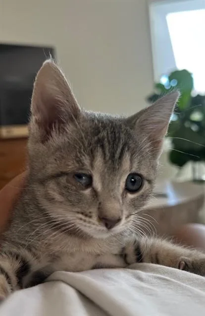 A baby small-sized female Domestic Short Hair cat named Zoe for adoption in San Jose, CA