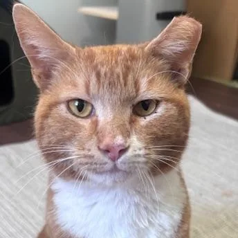 An adult medium-sized male Tabby (Orange / Red) Tabby cat named Gumbo for adoption in Hyattsville, MD