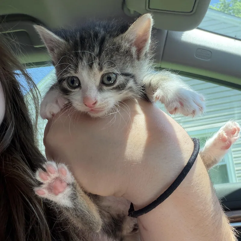 A baby medium-sized female Gray / Blue / Silver Tabby cat named Ophelia for adoption in Buffalo, NY