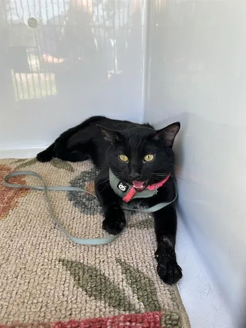 An adult medium-sized male Domestic Short Hair cat named Cross for adoption in Brunswick, GA