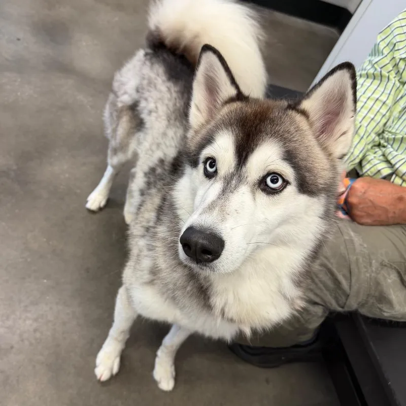 An adult medium-sized male Black Husky dog named Bolt for adoption in Tampa, FL