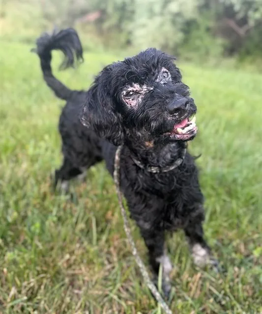 A young small-sized male Poodle dog named Robin for adoption in Leesburg, VA