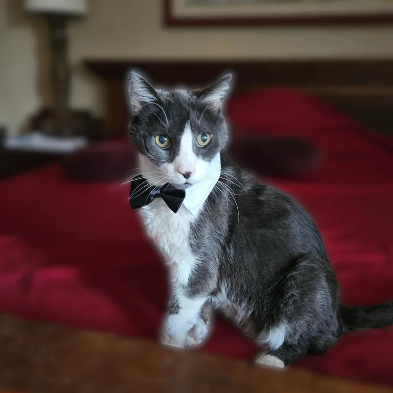 A senior medium-sized male Gray & White Domestic Short Hair cat named Remmy for adoption in Scottsdale, AZ