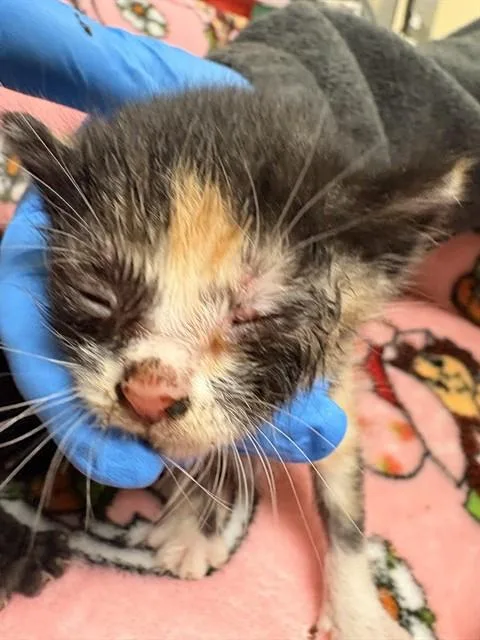 A baby small-sized female Domestic Short Hair cat named Jane for adoption in Riverside, CA