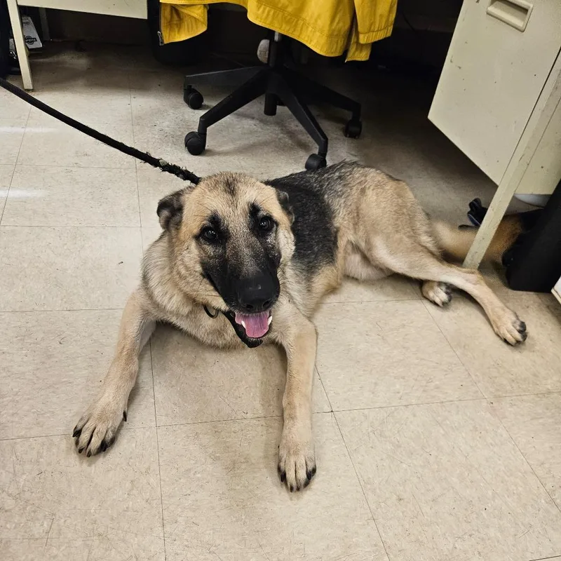 An adult large-sized female German Shepherd Dog dog named Nesta for adoption in Lake Panasoffkee, FL