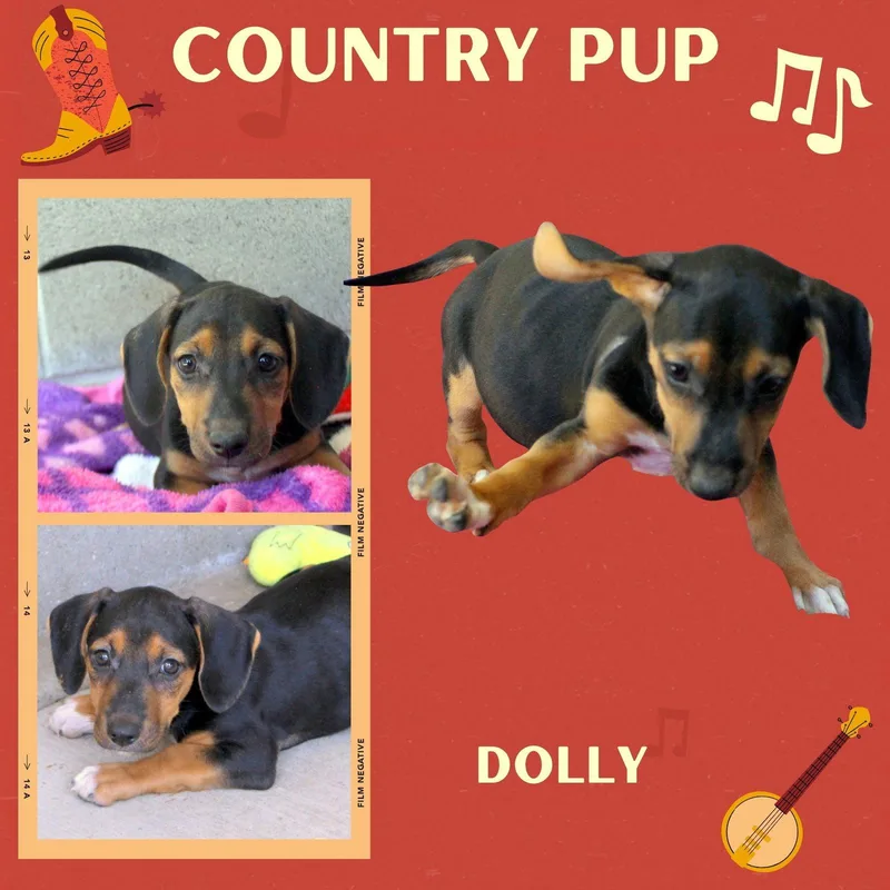 A baby small-sized female Hound dog named Dolly for adoption in LINDSAY, CA