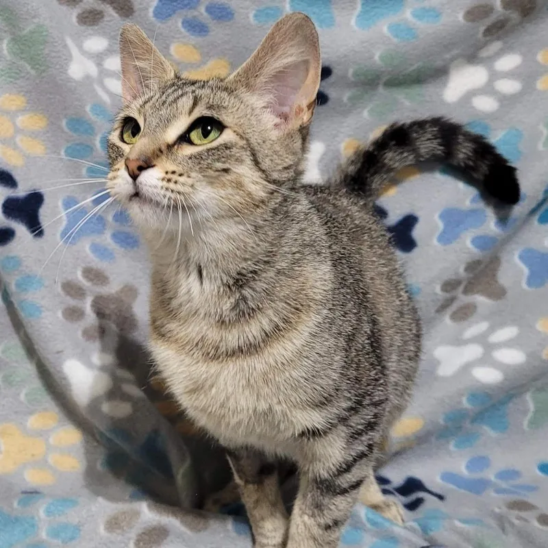A young medium-sized female Brown / Chocolate Domestic Short Hair cat named Peggy Sue for adoption in Traverse City, MI