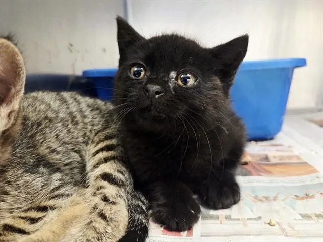 A baby small-sized female Domestic Short Hair cat named A for adoption in Martinez, CA