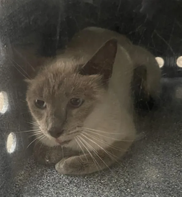 An adult medium-sized female Siamese cat named Freedom for adoption in Dallas, TX