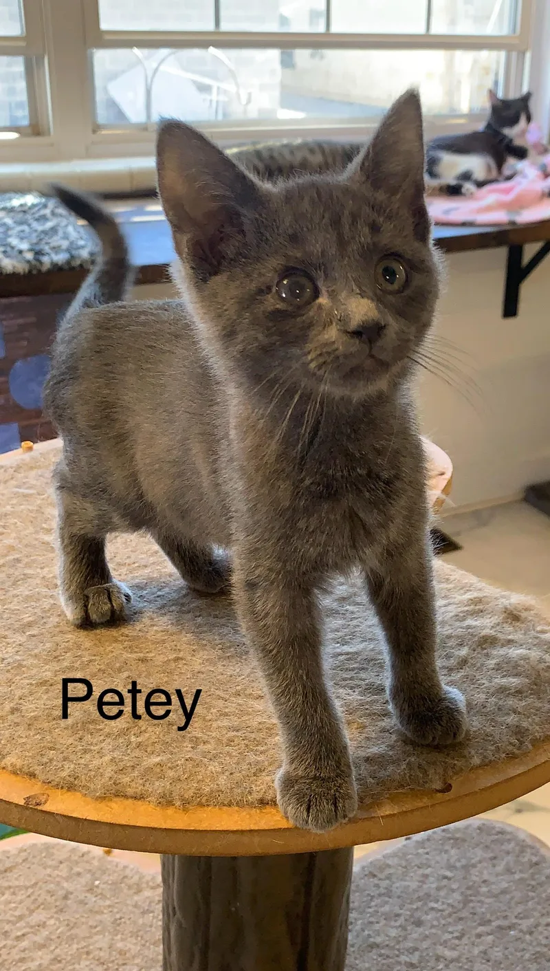 A young small-sized male Gray / Blue / Silver Domestic Short Hair cat named Petey for adoption in Saint Charles, MO