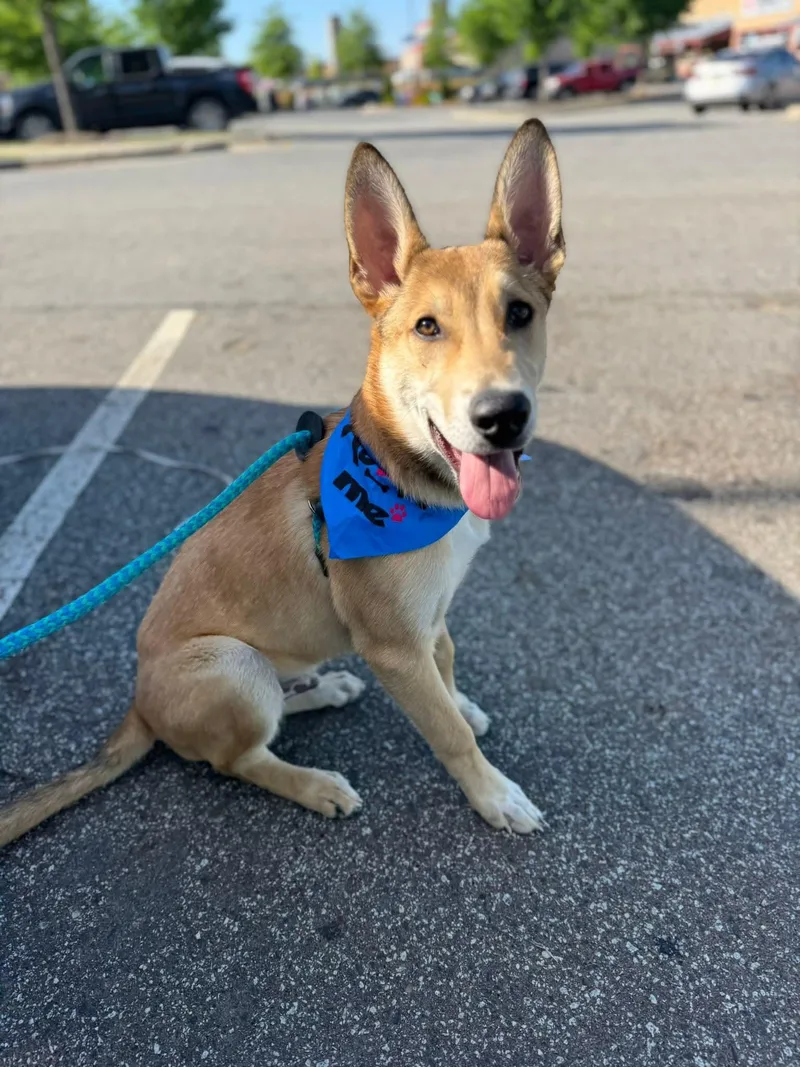 A baby medium-sized male German Shepherd Dog dog named Gibbs for adoption in Holly Springs, NC