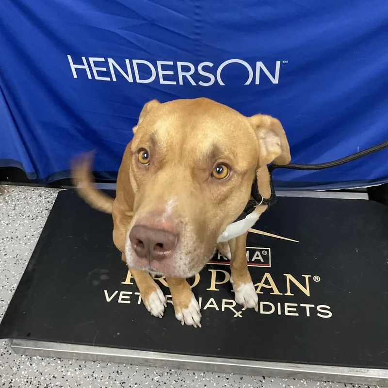 An adult medium-sized male Pit Bull Terrier dog named Simba for adoption in Henderson, NV