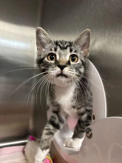 An adult small-sized female Domestic Short Hair cat named Princess for adoption in Munster, IN