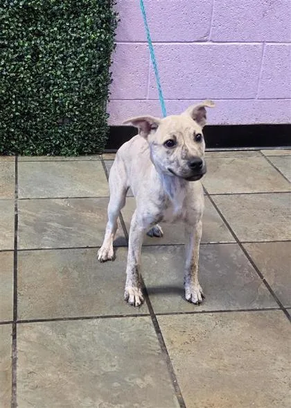 A baby small-sized female Mixed Breed dog named 61777641 for adoption in El Paso, TX