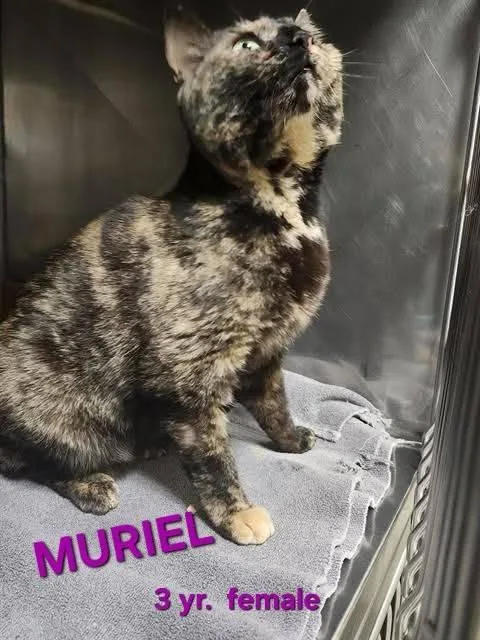 A young medium-sized female Domestic Short Hair cat named Muriel for adoption in Holbrook, NY