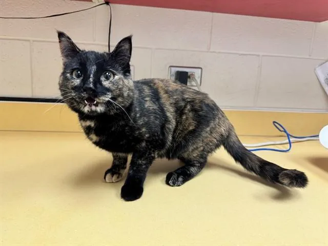 A young medium-sized female Domestic Short Hair cat named Meowy Queen Of Scots for adoption in Colorado Springs, CO