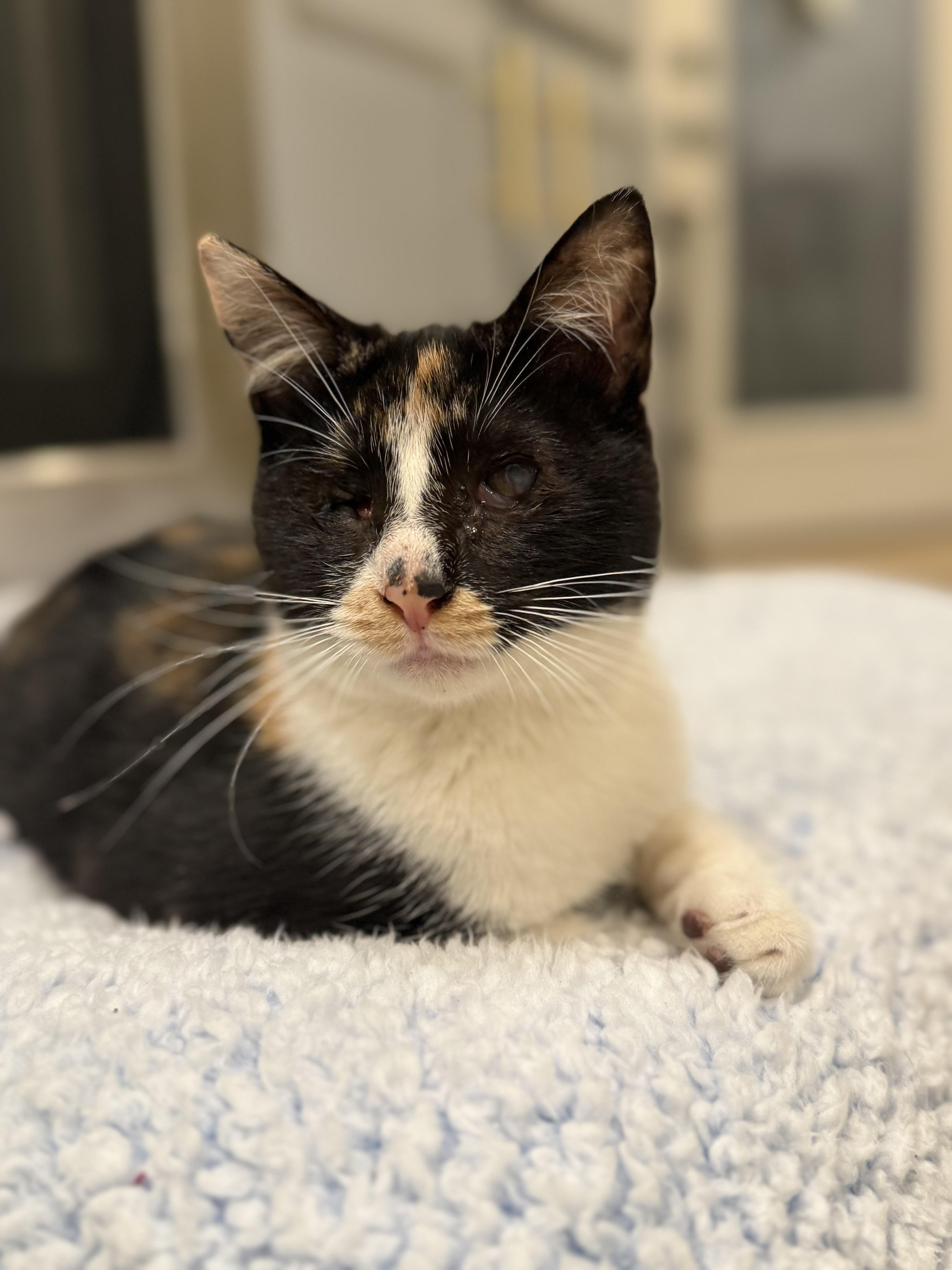 Punky Brewster thumbnail 3