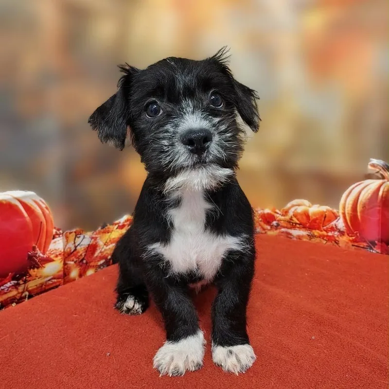 A baby medium-sized female Poodle dog named Emberly for adoption in Griswold, CT