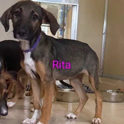 A baby medium-sized female Bicolor Shepherd dog named Rita for adoption in Pawleys Island, SC