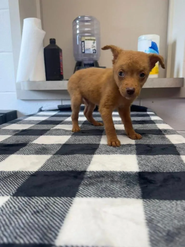 A baby medium-sized male Mixed Breed dog named Foxy for adoption in Marion, OH