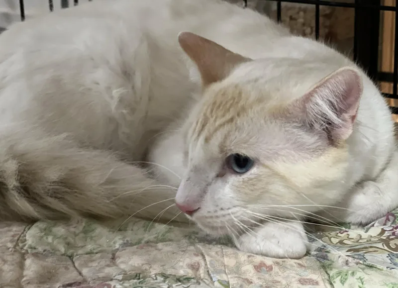 An adult medium-sized male Domestic Medium Hair cat named Yetti for adoption in Frisco, TX