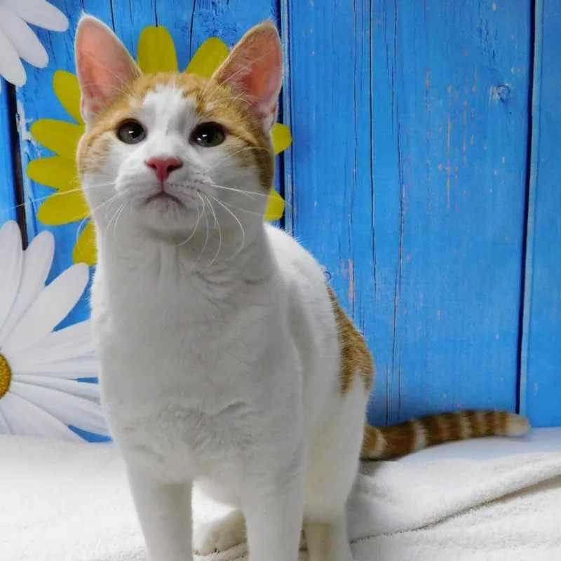 A young medium-sized male White Domestic Short Hair cat named Paul for adoption in Canton, IL