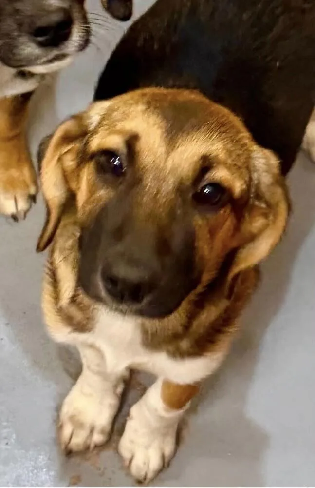 A baby medium-sized female Shepherd dog named Pup Sparkle for adoption in Washington, DC