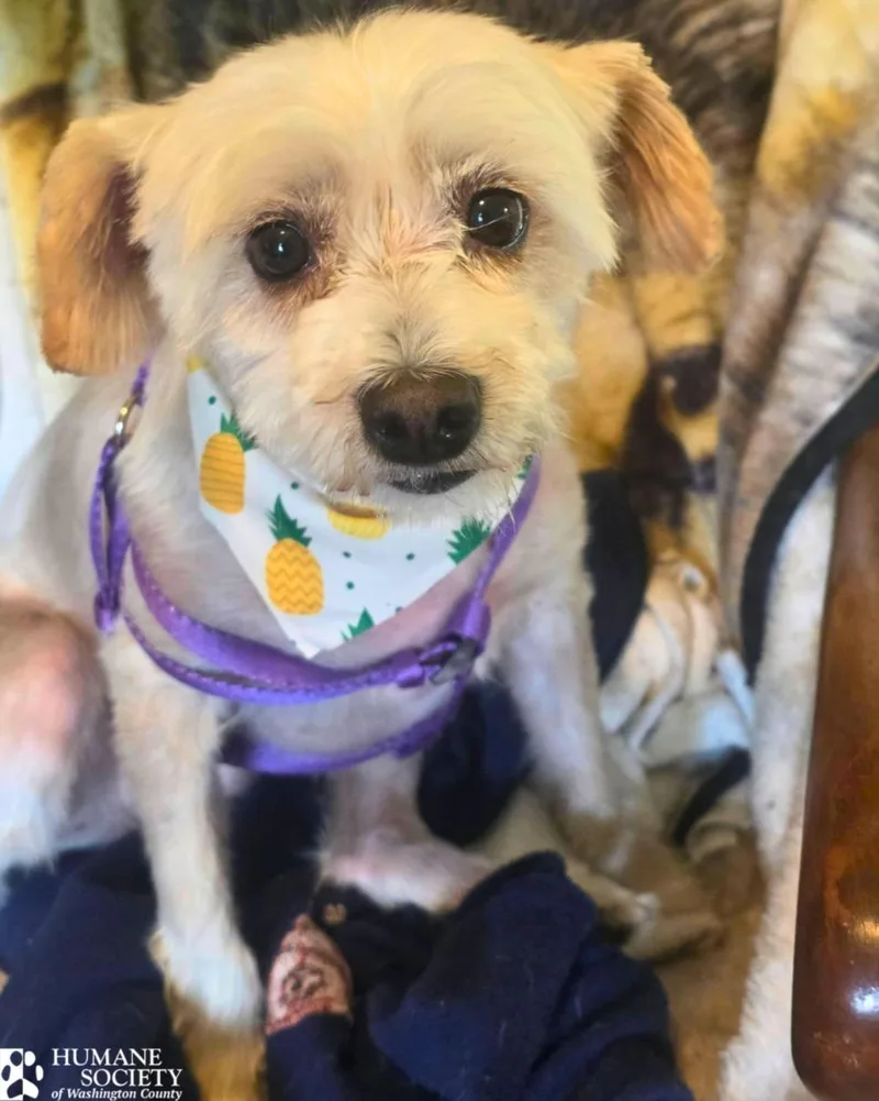 Biscuit