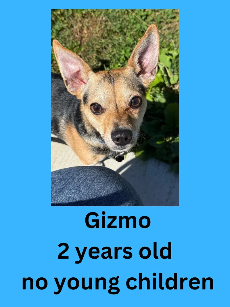 An adult small-sized male Tricolor (Brown, Black, & White) Chihuahua dog named Gizmo for adoption in Ravenna, OH