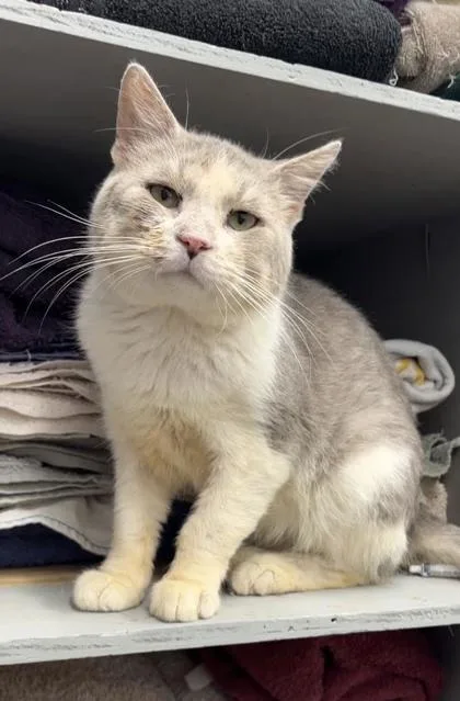 An adult medium-sized male Domestic Short Hair cat named Banana for adoption in Humboldt, IA