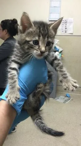 A baby small-sized female Domestic Short Hair cat named Margaret for adoption in Riverside, CA