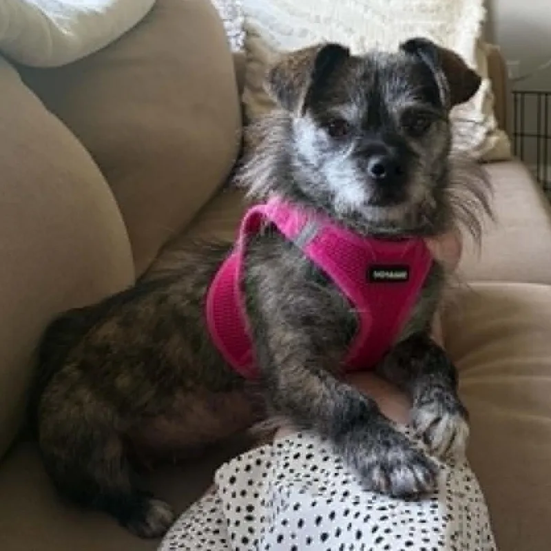 A young small-sized female Terrier dog named Gummy for adoption in Cherry Hill, NJ