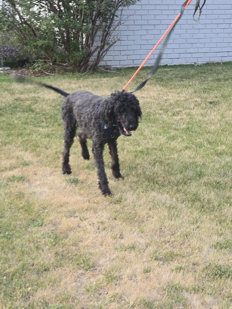 An adult medium-sized male Black Standard Poodle dog named Cabby for adoption in West Valley, UT